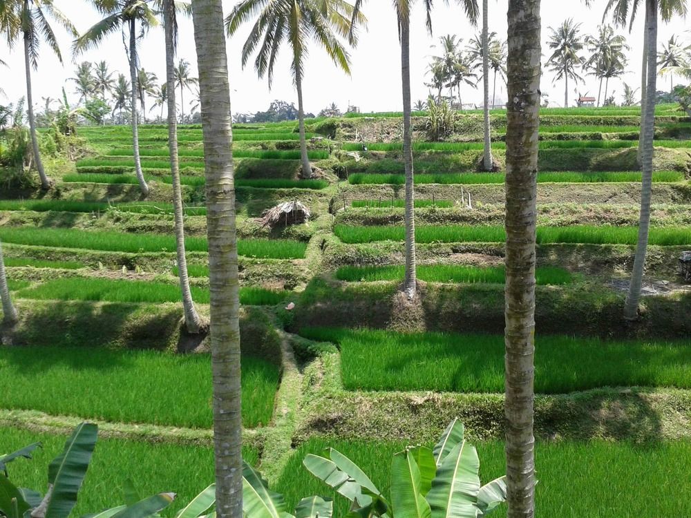 Villa Junjungan Resort Pool & Spa Ubud Exterior foto